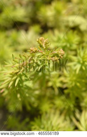 Rock Stonecrop Angelina Flower Buds In The Spring