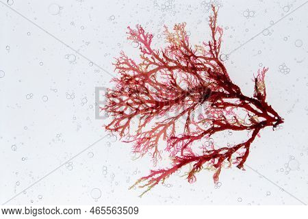 Red Algae Branch And Air Bubbles In The Water. Skin Care Investigation Concept. Spa Wrapping Ingredi