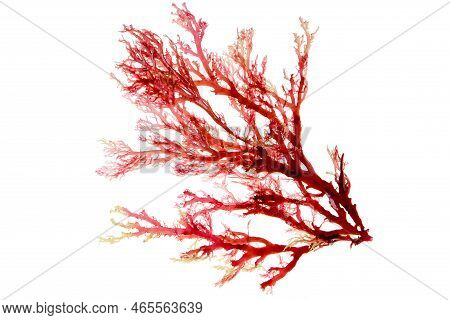 Red Algae Or Seaweed Branch Isolated Transparent Png