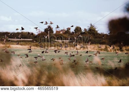 Flock Of Birds Flying Out Of The Shrubs