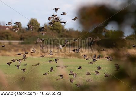 Flock Of Birds Flying Out Of The Shrubs