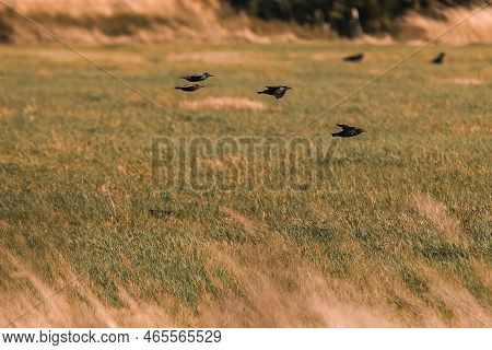 A Few Birds Coming In To Land In The Field