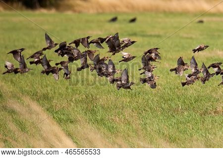 Flock Of Birds Flying Out Of The Shrubs