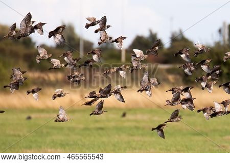 Flock Of Birds Flying Out Of The Shrubs