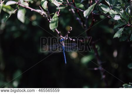 Vibrant Blue Dragonfly Perched On Branch. 
A Large Blue Dragonfly Spotted Moving In The Shadows That