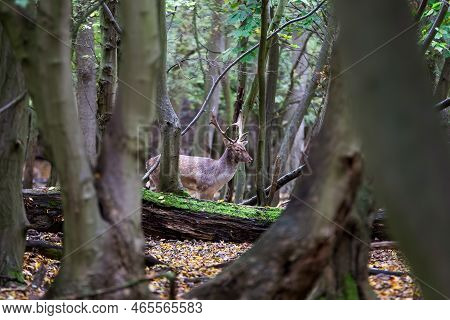 Large Deer Alert In The Woods, Between The Trees