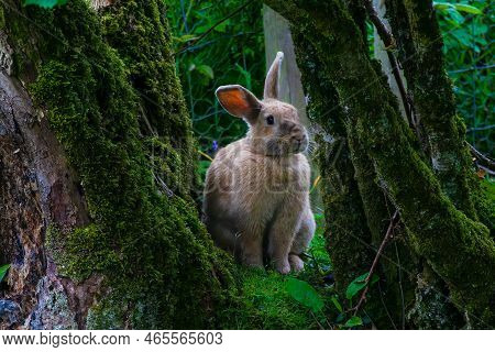 Big Giant Gotland Bunny Sitting Between The Mossy Trees