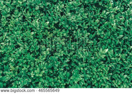 Abstract Background Of Many Different Tropical Green Leaves. Natural Textured Foliage Backdrop. Lush