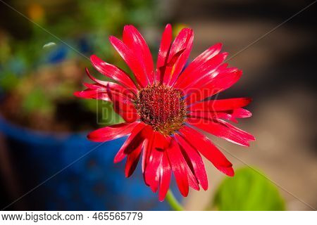 Vibrant Barberton Daisy Flourishing During Summer. A Flourishing Vibrant Red Pink From A Barberton D