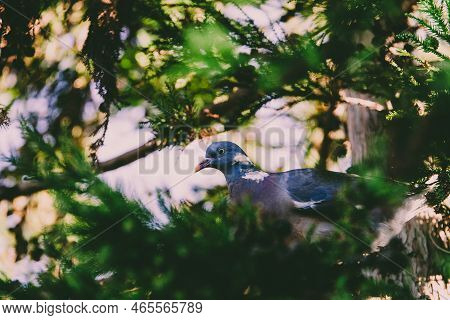Pigeon Nestled In Between The Branches Of The Tree