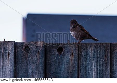 Small Bird Standing On Fence Panel. Blue Hour Of A Summers Day, One Of The Last Birds To Be Out And 