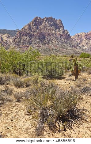 Red Rock Canyon Flora Nevada.