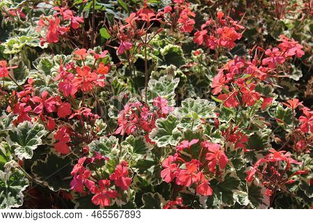Pelargonium Webcap In The Summer In The Garden