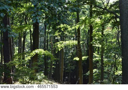 Pfaelzer Wald Palatinate Forest Summer Sun Rays