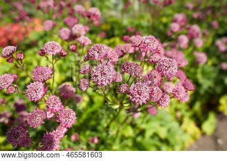 Pink Astrantia Flowers. Astrantia Major Moulin Rouge.