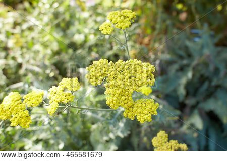 Yellow Flowers Of Asteraceae Achillea Distans In The Garden. Summer And Spring Time