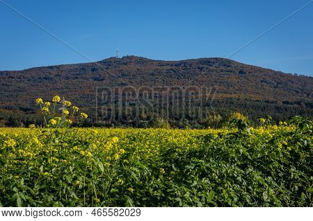 View To Sleza Mountain In Poland. A Countryside Landscape With Yellow Canola Field, Blue Sky With Co