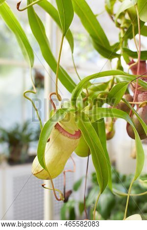 Red Flowers Of Carnivorous, Nepenthes \'st.pacificus, Nepenthes Ventrata In The Garden. Summer And S