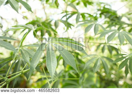 Cassava, Yuca, Mandioa, Manioc, Tapioca ,sampou, ( Manihot Esculenta (l.) Crantz)