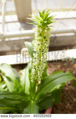 Yellow Flowers Of Eucomis Autumnalis In The Garden. Summer And Spring Time