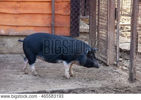 Black Pig In An Aviary With Sand