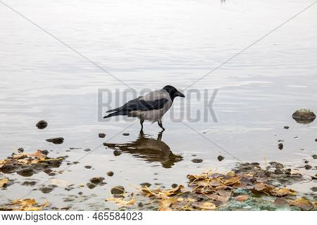 A Crow Stands On A Rock In The Water
