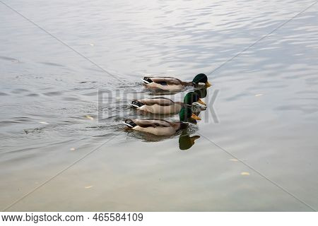 Three Ducks In A Row Swim On The Water