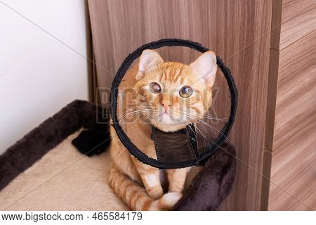 Kitten In A Veterinary Protective Collar Closeup