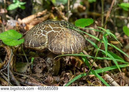 Leccinellum Pseudoscabrum Mushrooms In The Summer. Mushrooms Growing In The Forest