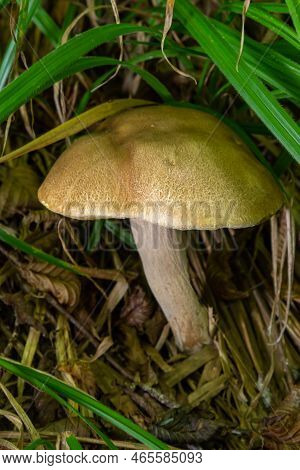 Beautiful Boletus Edulis Mushroom Banner In Amazing Green Moss. Old Magic Forest Mushrooms Backgroun