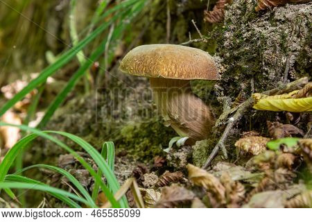 Penny Bun Fungus Boletus Edulis Growing In The Forest