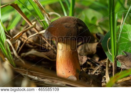 Neoboletus Luridiformis Known As Boletus Luridiformis - Edible Mushroom. Fungus In The Natural Envir