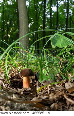 Boletus Erythopus Or Neoboletus Luridiformis Mushroom In The Forest Growing On Green Grass And Wet G