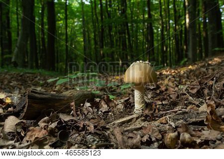 This Mushroom Is An Amanita Rubescens And It Grows In The Forest
