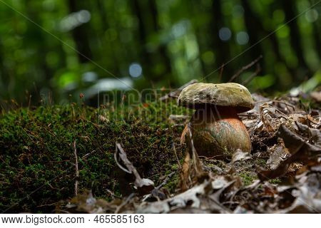 Boletus Erythopus Or Neoboletus Luridiformis Mushroom In The Forest Growing On Green Grass And Wet G