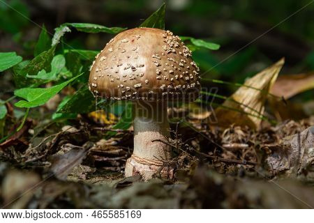 This Mushroom Is An Amanita Rubescens And It Grows In The Forest
