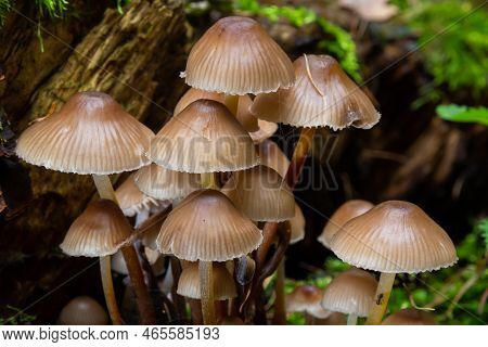 Clustered Bonnet Mycena Inclinata Growing On A Mossy Stump