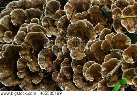 Gloeophyllum Sepiarium Mushroom On The Tree Into The Forest. Rusty Gilled Polypore