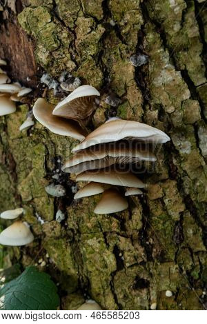 The Pale Oyster Pleurotus Pulmonarius Is An Edible Mushroom , Stacked Macro Photo