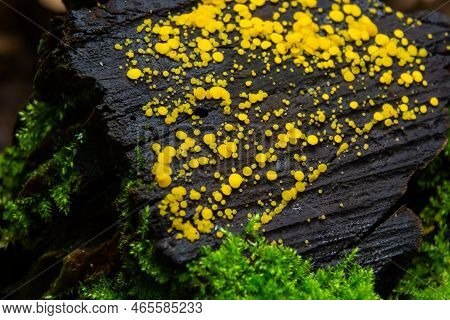 Very Small Fungus Yellow Fairy Cups Or Lemon Discos, Bisporella Citrina, On Old Wet Wood