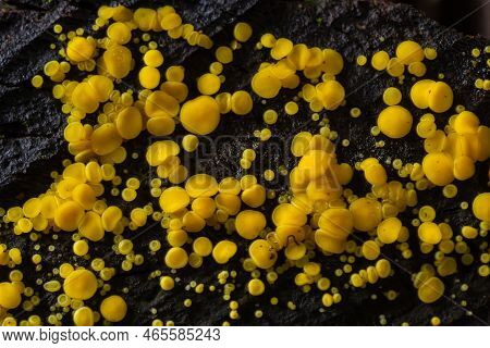 Very Small Fungus Yellow Fairy Cups Or Lemon Discos, Bisporella Citrina, On Old Wet Wood Macro Textu