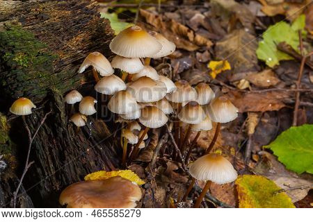 Magic Mushrooms Growing On Moss. Most Probably Mycena Galericulata