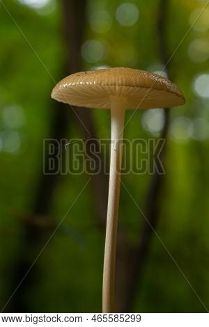Edible Mushroom Hymenopellis Radicata Or Xerula Radicata On A Mountain Meadow. Known As Deep Root Mu