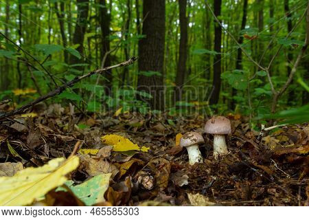 Small Gassy Webcap, Cortinarius Traganus, Poisonous Mushrooms In Forest Close-up, Selective Focus, S