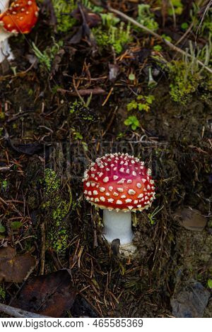 Close-up Of A Amanita Poisonous Mushroom In Nature. Fly Amanita Amanita Muscaria Mushroom