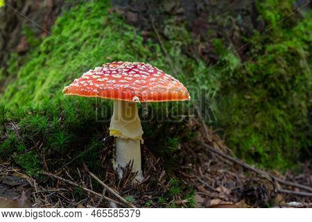 Close-up Of A Amanita Poisonous Mushroom In Nature. Fly Amanita Amanita Muscaria Mushroom