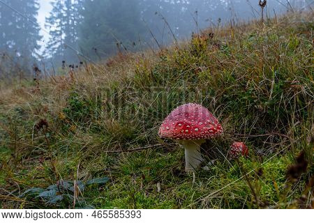 Amanita Muscaria, Poisonous Mushroom. Photo Has Been Taken In The Natural Forest Background