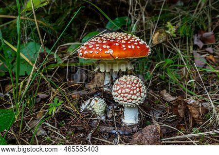Close-up Of A Amanita Poisonous Mushroom In Nature. Fly Amanita Amanita Muscaria Mushroom