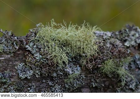 Closeup Of Lichen Usnea Filipendula And A Parasite Plant In A Tree Branch. Photo Taken In The Mornin