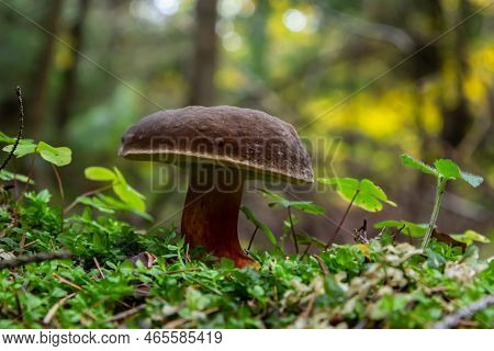 Neoboletus Luridiformis Known As Boletus Luridiformis - Edible Mushroom. Fungus In The Natural Envir